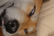ワイのイッヌの可愛い寝顔?
