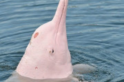 【新型コロナ】観光客が減った結果、珍しいピンク色のイルカ現る　タイ