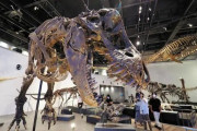 ティラノサウルス・レックスの新たな巨大化の可能性
