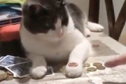 【ネコ】コインを使ったトリックをマスターしてしまった猫ちゃんがこちら。