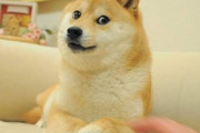 ある本をくわえて持ってきた柴犬の顔ｗｗｗｗｗｗｗｗｗｗ