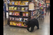 【ほのぼの】ロサンゼルスにあるスーパーのパンの売り場に、野生のクマが侵入し物色