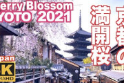 海外「京都に戻ってもう一度美しい桜を見たい」京都の満開の桜を撮影した動画が話題に（海外の反応）