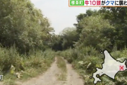 北海道で牛さん10頭がヒグマに襲われる