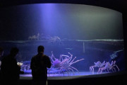 【深海生物の展示日本一】竹島水族館新館グランドオープン！深海生物の魅力を7m大水槽で体感