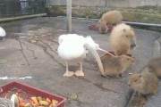 【悲報】カピバラさん、ペリカンさんに食われる