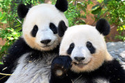 中国人「（日本に）もうパンダ貸さないで」「日本はパンダ不在時代に突入した」「友情がなければパンダはない」