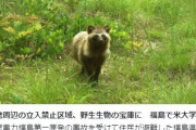 福島第一原発周辺をアメリカの大学が調査…立入禁止区域は野生生物の宝庫になっていた