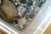 【画像】カニ、脱皮に成功