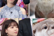 ずっと見てられるｗコツメカワウソにゃーがくっそかわええｗｗｗ【元乃木坂46】