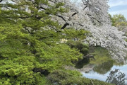 【画像】東京の桜、殺人的混雑