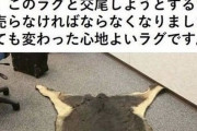 【画像】イッヌ、変わり果てた姿になるｗｗｗｗｗｗｗｗｗｗｗｗｗ