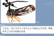 ヤバすぎる学名を持つ虫