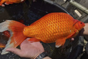 【米国】ミネアポリス郊外で巨大金魚が急増して問題化…体長46センチ＆重さ1・8キロ級が続々