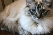 【ねこ画像】ふかふかにゃん、ミケにゃん、だらーり ほか【再】