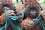 布の端を器用に結んでしまうオランウータンが賢い動画。