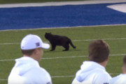 NFLカウボーイズ対ジャイアンツとの試合で試合中に黒猫がフィールドに侵入！