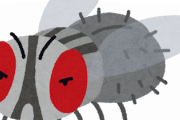 小バエうざすぎて嫌になるわ、どんだけゴミ処理しても湧いてくるやんコイツら