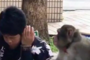 ロシア人ニキが「日本人は猿と会話ができるのか！？」と言って送ってきた動画が話題にｗｗｗｗ