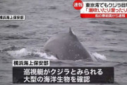 【速報】東京湾にもクジラ出現ｗｗｗｗｗｗｗｗｗ