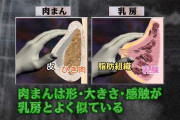 【知ってましたか！？】肉まんはおっぱいと似てるんだって！