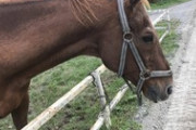 【競馬】マチカネフクキタルに会いに行ってきた