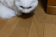 飼いネコって人の言葉を完全に理解してるわな、うちの猫は悪口言うと不機嫌になるわ（※画像あり）