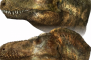 【朗報】ティラノサウルスの復元図、また変わる　科学者「牙がむき出しっておかしくねぇ？」