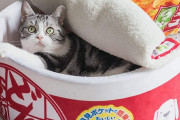 韓国人「日本人の “猫愛” が止まらない！カップ麵ペットハウスに一同興味津々ww」