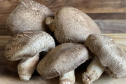 「ほだ木」を叩くとしいたけの収穫量が倍増することが判明　メカニズムは不明