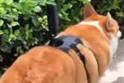 犬がトコトコ散歩していた。その背中にはカメラを乗せている → こんな映像が撮れました…