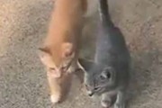 猫と子ネコたちが外に出てきた。それは排気口のカバーだった → １匹の猫はこんな姿です…