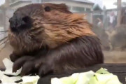 【衝撃】見るだけでストレス17％解消するビーバーがキャベツ食べる動画が大絶賛