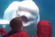 子供を驚かせるのが大好きなベルーガ（シロイルカ）…水族館の人気者