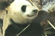 【悲報】来年上野のパンダが返還されたら日本のパンダ0