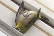 【画像】窓に鳥がぶつかって倒れてるんだが