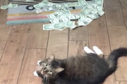 保護猫の恩返し。毎日たくさんのお金を集める猫ちゃんがすごい動画。