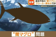 【産地不明】「闇マグロ」が流通　ブローカー関与か　秘匿性高いアプリ使い取引
