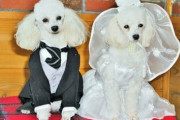 【多様性】LGBTの次は「動物との結婚」！？　スペインでは既に条件付きで合法化
