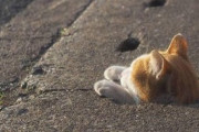 【ねこ画像】排水溝で遊ぶ野良猫さん達…あれ？とんでもないポーズになってる子がいますねwww