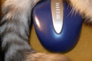 【再掲】マウスに尻尾が生えてしまい、使えなくなってしまいました。