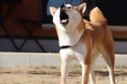 うちの柴犬が殺処分されそうなんだが