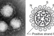 【速報】昨日武漢から帰還した三人がコロナウイルス感染確認