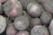 【画像】じゃがいもいっぱい採れたよぉ🥺🥔