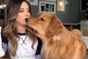 何食べてるの？飼い主さんの食べているフリを疑いつつも、騙されてしまうゴールデンレトリバーが可愛い