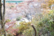 また撮り鉄、矢祭山公園のツツジ切断、水郡線撮影でイメージに合わない　男性が町に謝罪