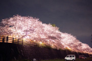 関西の某所に住んでいるんだが、今年の春久しぶりに夜桜を見に行った。