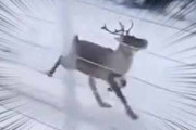 このトナカイ速すぎる！ 電車に乗っていたら、雪道をトナカイが追ってきた…