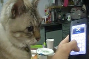 【ねこ画像】iPhoneから猫の声だした時のうちの猫の反応、つんつんガブっ、まるで心霊写真 ほか【再】