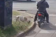 【犬】 バイクが赤信号で止まっていた。そこに犬が近づいた → こうなった…